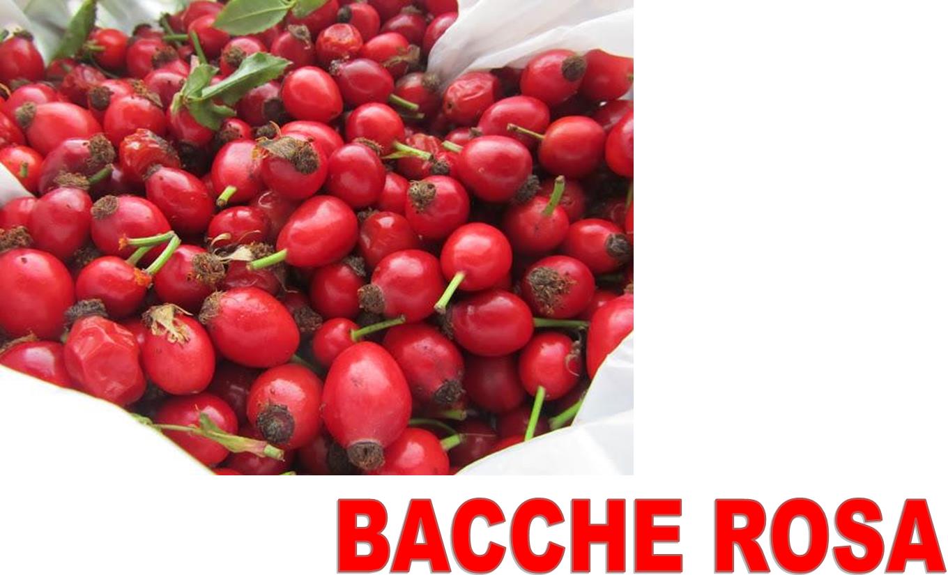 BACCHEROSA