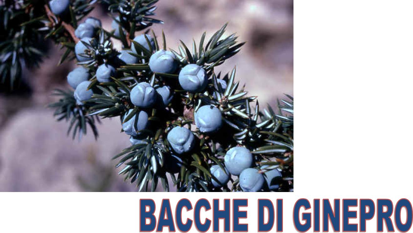 GINEPRO